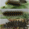 melit didyma larva5hib volg